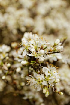 white blossom of the tree