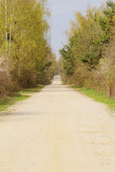 dirt road in the forest