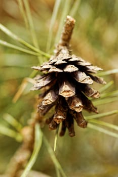 pine cone, on pine branch