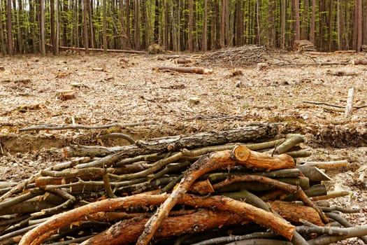 industrial deforestation and logging