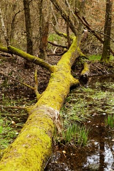 fallen tree with moss by the lake