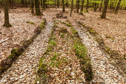 truck wheel track in the mud with moss
