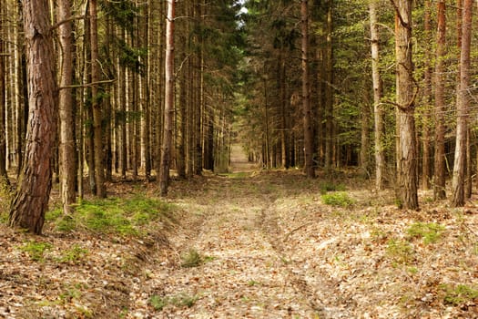 dirt road in the forest