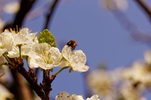 blossom tree with a bee pollination