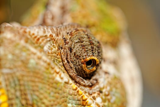Chameleon on the leaf (Chamaeleo calyptratus)