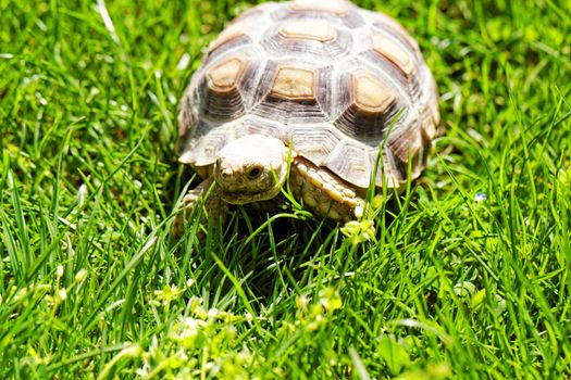 African Spurred Tortoise (Geochelone sulcata) in the garden