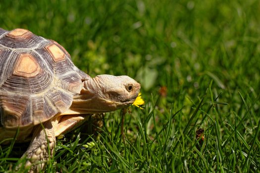 African Spurred Tortoise (Geochelone sulcata) in the garden