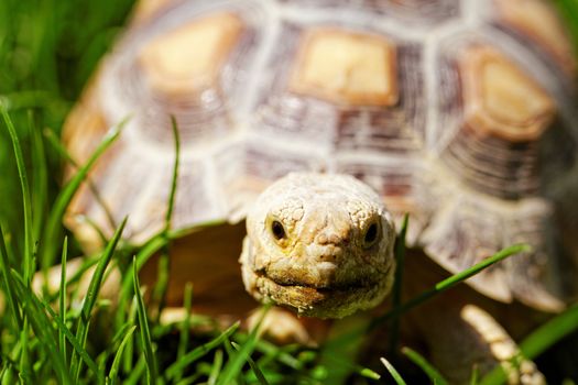 African Spurred Tortoise (Geochelone sulcata) in the garden