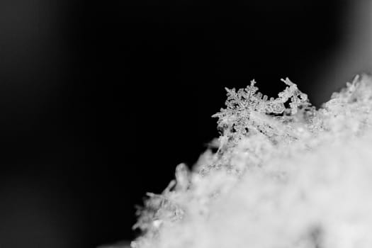 beauty white snowflake crystals on dark background