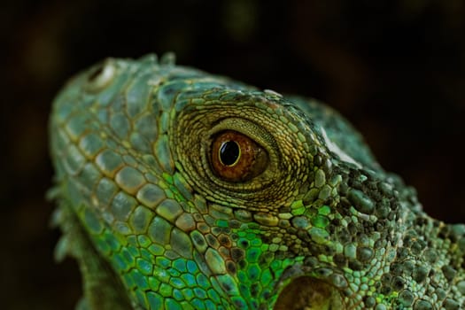 portrait about a green iguana on the tree