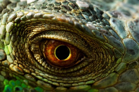 macro of a fantastic green iguana eye