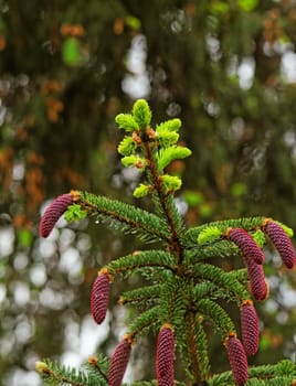 pine tree with fresh pine shoots and red pinecones