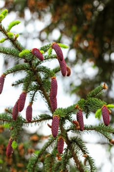 pine tree with fresh pine shoots and red pinecones