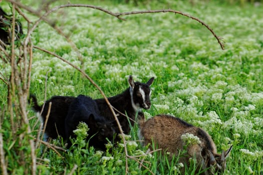 Goats grazing in the meadow