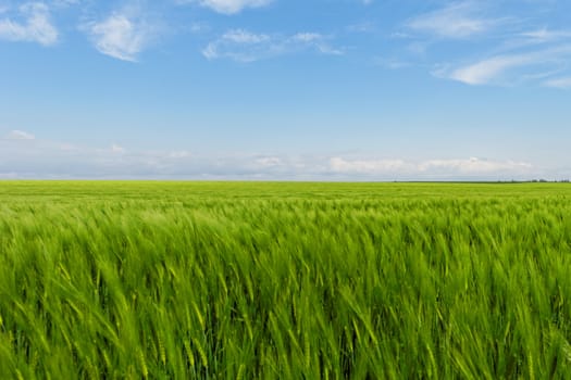 green wheat field under the blue cloudy sky