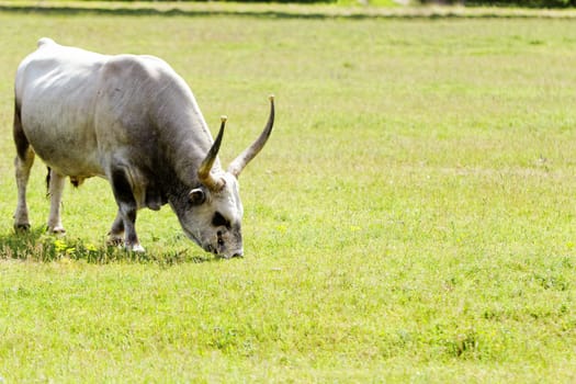Ruminant Hungarian gray cattle bull on grass