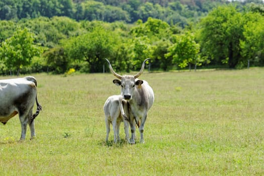 Ruminant Hungarian gray cattle bull on grass