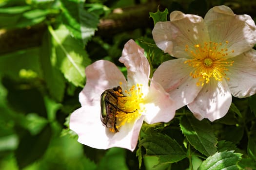 close up about copper flower beetle on flower (Protaetia fieberi)