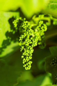 baby green grapes on the vine