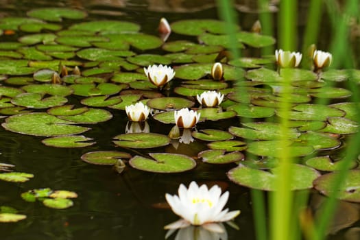 water lily on the small Lake