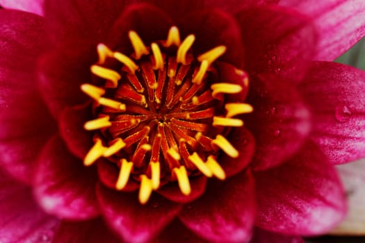 closeup about purple water lily on the small Lake