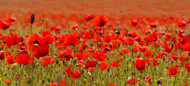Huge red colored poppy field
