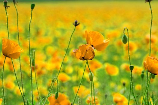 Huge yellow colored poppy field (golden abstract)