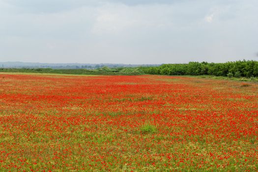 Huge red colored poppy field