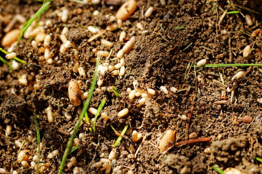 in the anthill moving ants the eggs