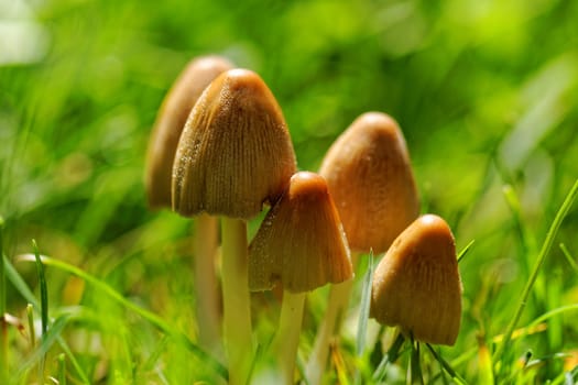 Mushroom growing in the grass