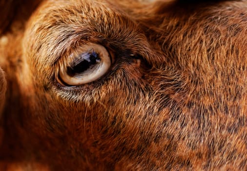 close up picture about yellow goats eye