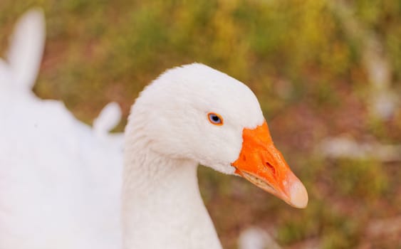 White geese with blue eyes, in farm