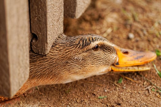 Domestic duck with brown eyes on a farm