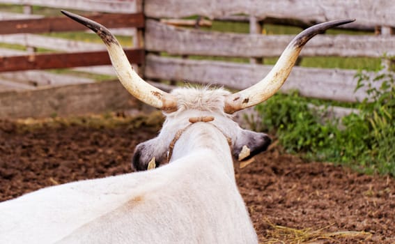 Ruminant Hungarian gray cattle bull in the corral from back