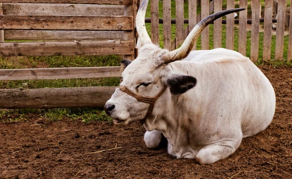 Ruminant Hungarian gray cattle bull in the corral
