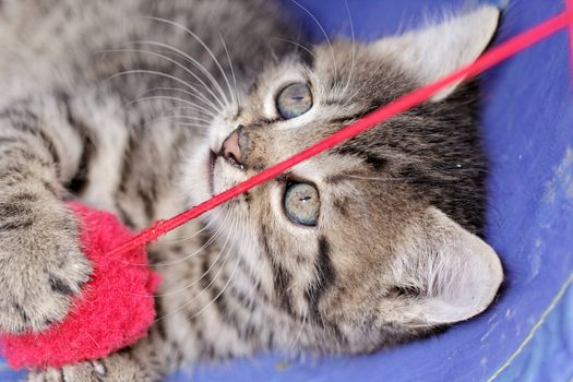 close up on a kittens playing with a red ball