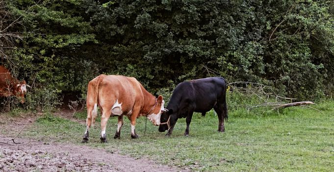 motley cow graze in a field (free range)