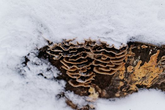 tinder fungus on the trunk of a snowy tree
