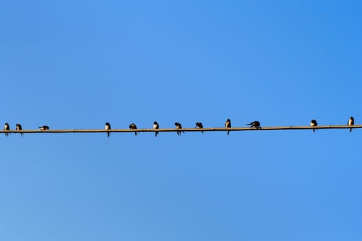 swallows on wire