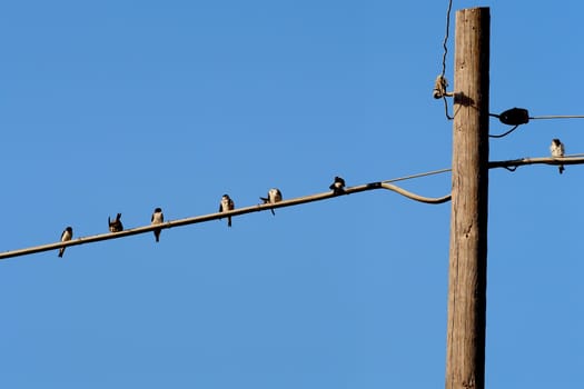 swallows on wire