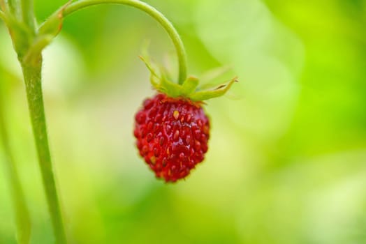 Close-up of a ripe wild strawberry