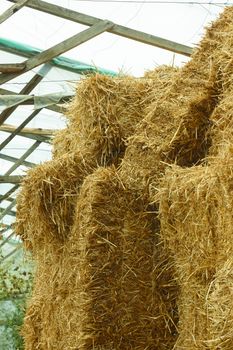 Bales of straw stacked in a heap under the film shelter 