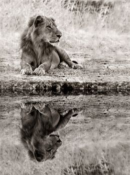 Perfect reflection of a male Lion relaxing in the wild