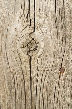 textured surface of board with a twig