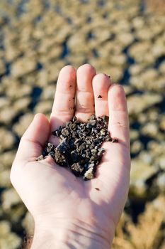 handfull of soil over soil background