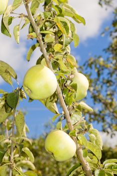 harvest of ripe green apples on a branch