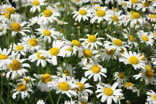 A close-up image of Oxeye daisy flowers.