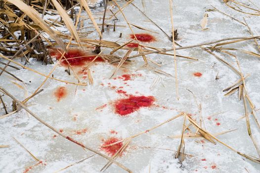 animals blood over snow