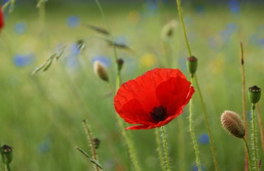 Close-up image of a Red Poppy in a flower meadow.