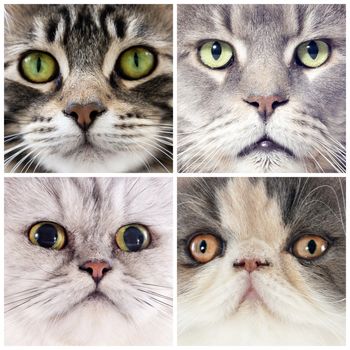 four portrait of purebred cats  in studio